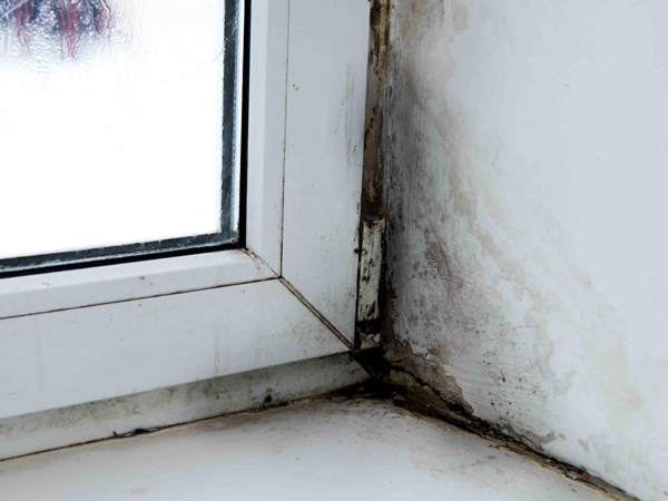 image of house needing mold removal
